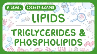 A-Level Biology - Lipids: Triglycerides \& Phospholipids | Cholesterol (2026\/27 exams)