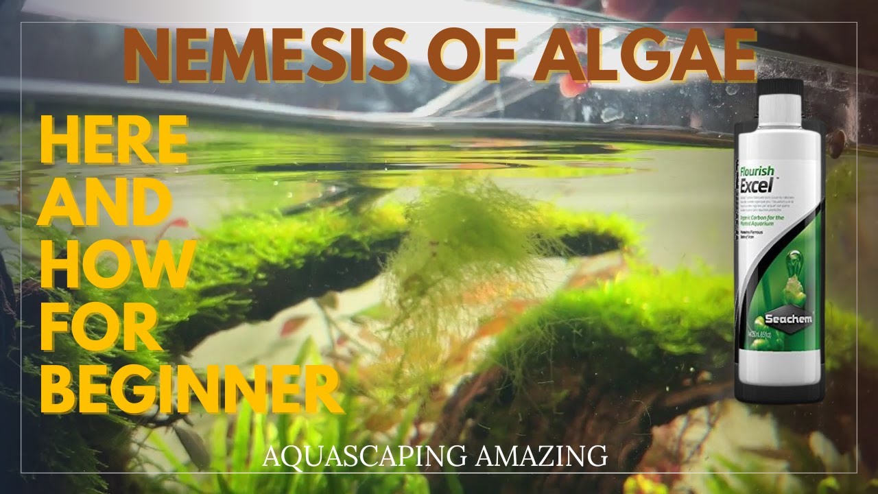 say-goodbye-to-algae-the-chemical-power-of-flourish-excel-youtube
