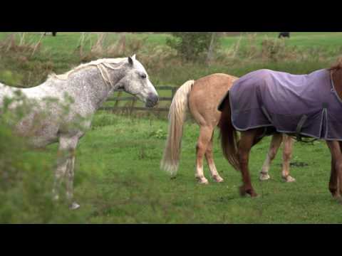 Horsepower - A Film that explores the healing power of horses