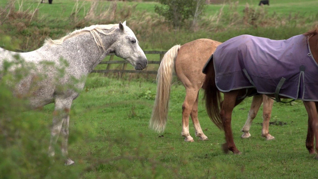Horsepower - A Film that explores the healing power of horses