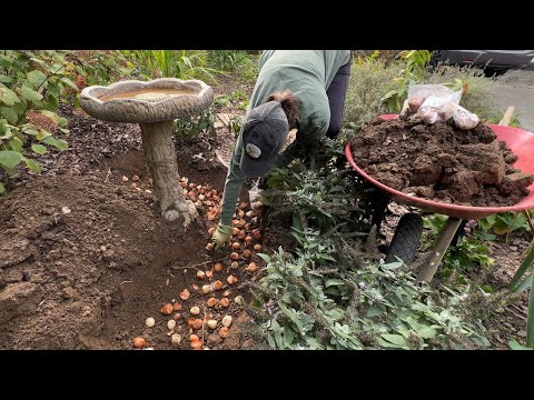 Fall Garden Clean Up! Tulip Trenches, Daffodil Lawn, Iris Winter Care, Transplanting Cool Flowers