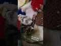Look At All That Cici ❤️ #ferret #pets #animals #animallovers #cute #adorable #play #family #fyp