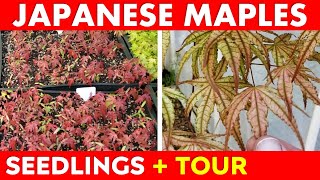 Japanese Maple Tree Seedlings Spring Update + Tree Tour