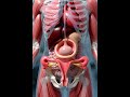 Menstrual Cycle Explained in 3D | Full Process Step by Step