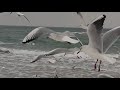 #Ukraine, Odessa /Seagulls and Waves at Morning Beach/ Звуки моря, крики чаек, шум морских волн.