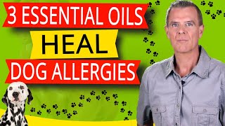 Essential Oils To Treat Dog Allergies (Dogs Itchy Skin, Ear Infection and Inflammation  Recipes)