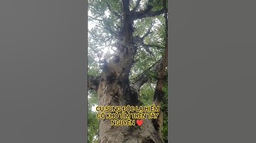 CỤ SUNG ĐỘC LẠ HIẾM CÓ KHÓ TÌM TRÊN TÂY NGUYÊN