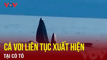Cá voi liên tục xuất hiện tại vùng biển Cô Tô | Báo Điện tử VOV