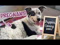 We're Fostering A PREGNANT DOG!