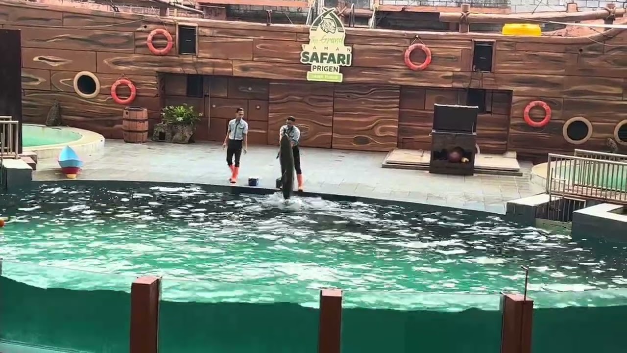 Atraksi Lumba-Lumba di Taman Safari Prigen Pasuruan