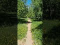 #summer #summertime #tree #forest #sunset #sun #air