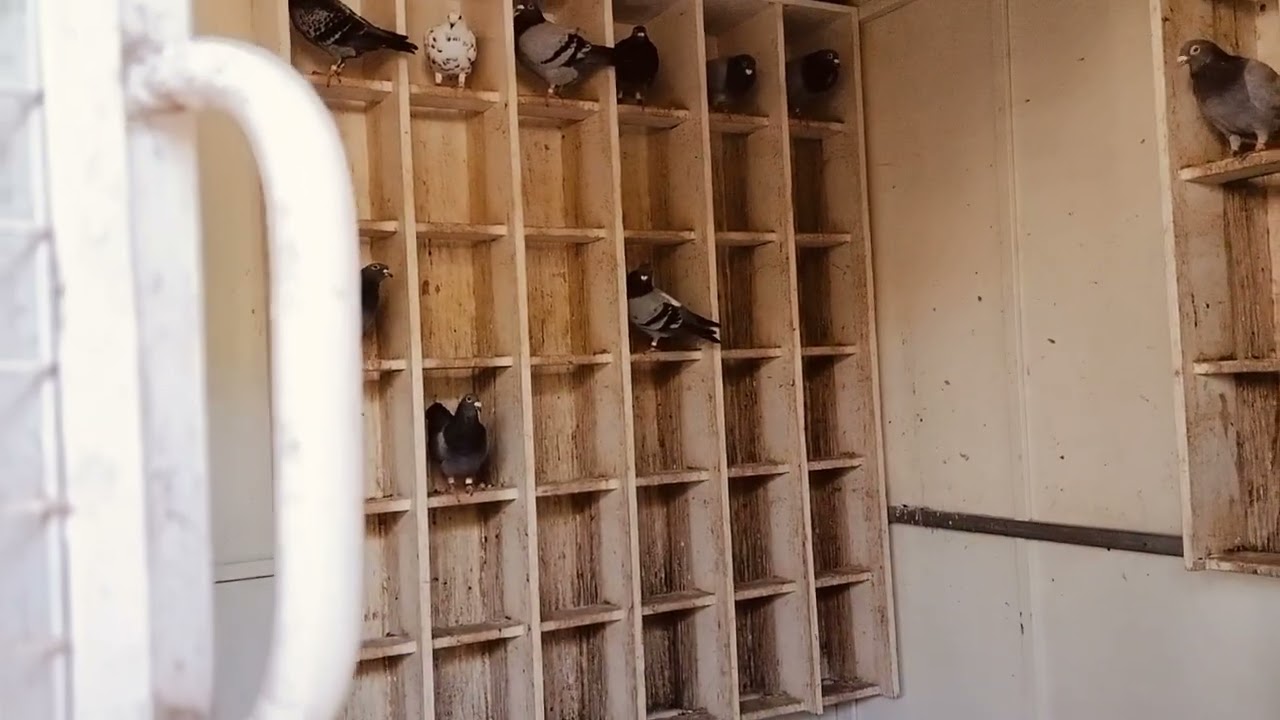 Contoh Kandang Merpati Pos Racing Jarak jauh ya Untuk lebih jelasnya bisa wa aja ke 08179868678🏆💪🙏🙏💯