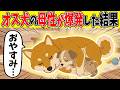 【奇跡】オス犬「飲む？」弱った子犬をみた愛犬の母性が爆発してまさかの行動に！？【ほのぼの】