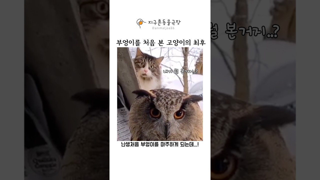 창문에 나타난 거대 부엉이와 마주친 고양이 ㄷㄷ
