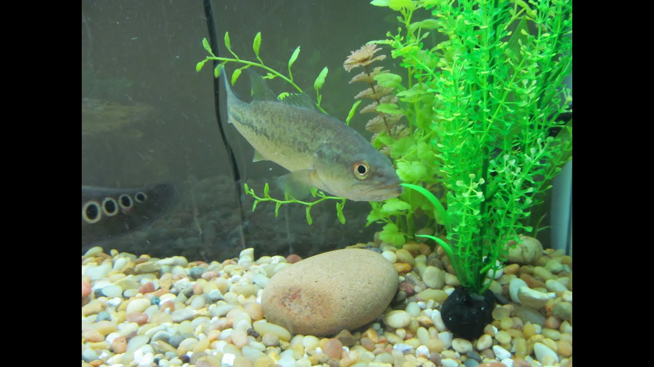 Largemouth Bass to My Aquarium 