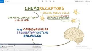 Chemoreceptors تنظيم ضغط الدم  شرح عربي