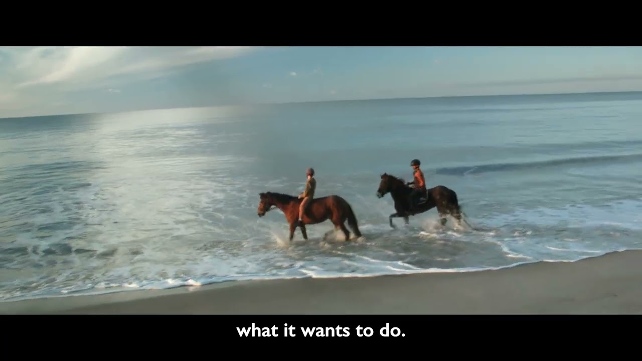 Sunset Horse Rides