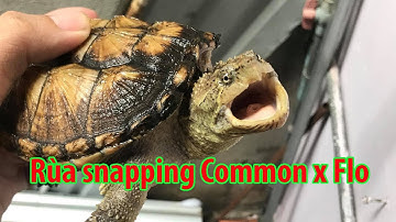 Rùa Common x Flo | Dòng rùa cá sấu snapping | Ăn là phúc vlog