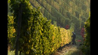 Symphony Hill Gewurztraminer is the hidden jewel of Queensland wine
