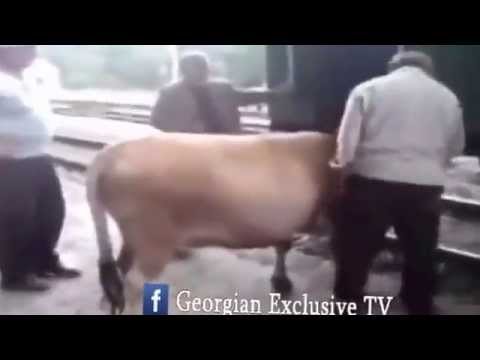 ძროხა აყავთ მეტროში