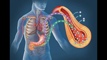 ¿Cómo se procesa el azúcar en el cuerpo humano?