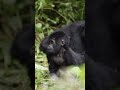 Cute Baby Gorilla Visit Uganda Wildlife Gorillasafari Adventure Gorillatour