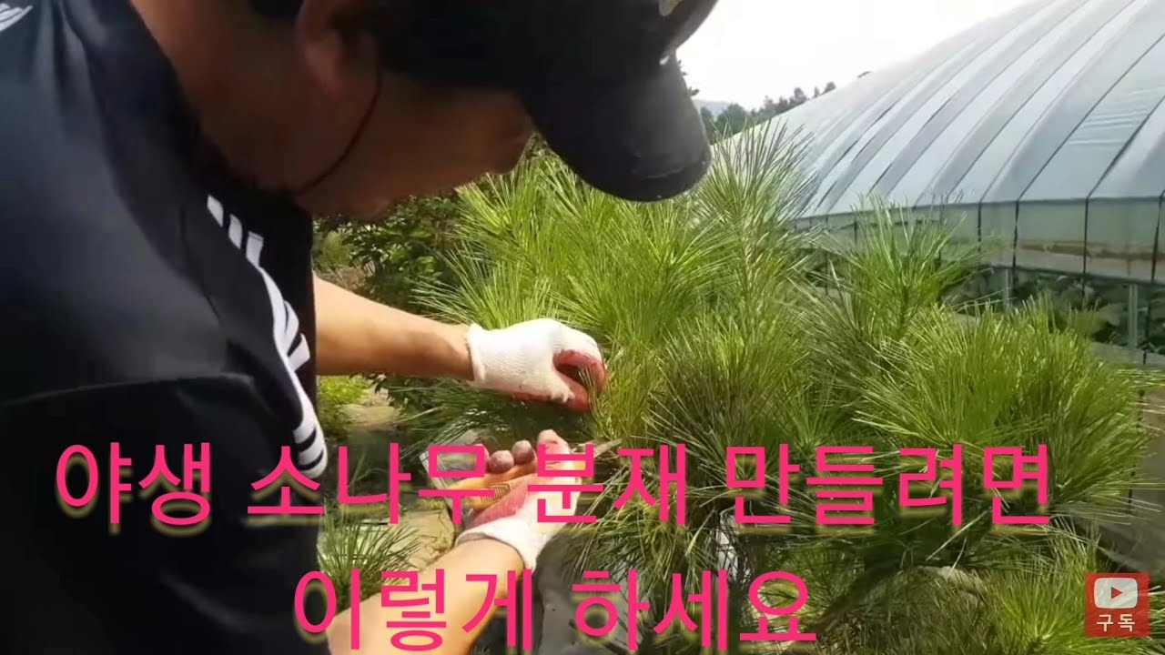 정원 웃자란 소나무 기타 등등 나무 예쁘게 키우려면 지금 빨리 이렇게 자르세요 (봄 가을 자르는 방법)