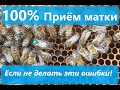 Как подсадить пчелиную матку? Пчеловодство с нуля!