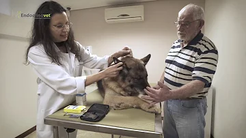 Qual é a glicose normal do cão?