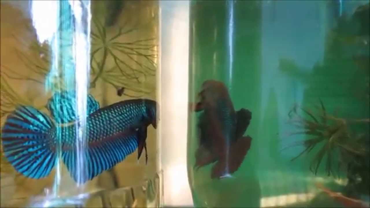 camera iphone 8 plus apk Betta Stiktos