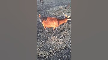 Meet Belle! Our herds big boss and resident smartypants. #goats #animalintelligence #farming #winter