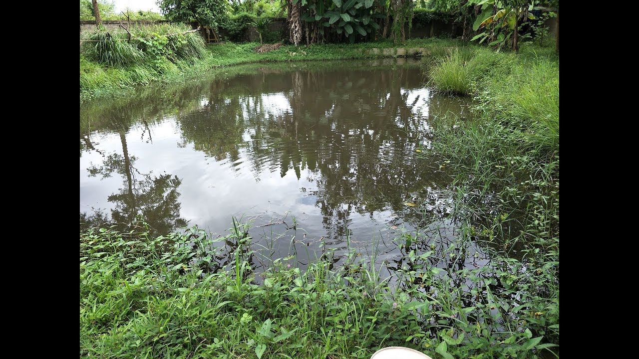 Pond Life YouTube