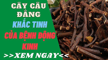Cây câu đằng - Điều trị bệnh động kinh cực hiệu quả mà nhiều người đã chữa khỏi