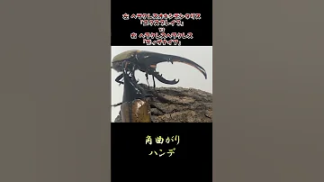 ヘラクレスオキシデンタリス エクスブレイブ Vs ヘラクレスヘラクレス ディザナイフ 
