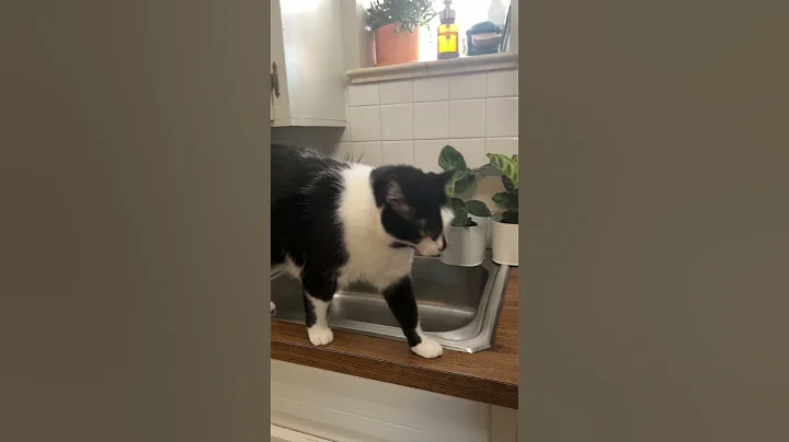 Video 3927351: wild savannah cat serval, african serval savannah cat, serval cat pet, serval house cat wild, pet european wild cat, european wild cat chinese