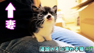 ついに妻と感動の再開を果たした子猫達性別も判明【道路のずぶ濡れ子猫 #7】