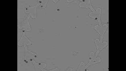 IBEC] Smart nano-bio-devices group - Directed Flow of Micromotors through Alignment Interactions