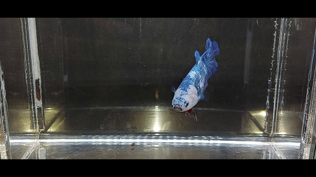 Ikan Cupang Giant Female Blue Panda Bo5cm Youtube