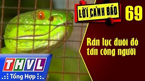 THVL | Lời cảnh báo - Kỳ 69: Rắn lục đuôi đỏ tấn công người