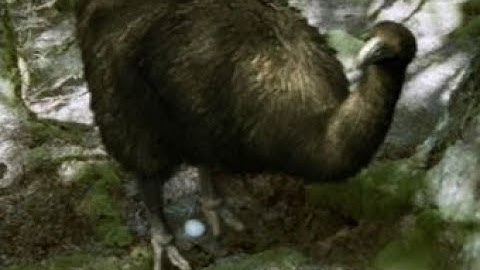 Monsters We Met [2003] - Giant Moa (Dinorins robustus) Screen Time