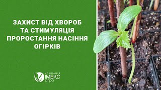 Захист та стимуляція проростання насіння огірків (Споромакс В)