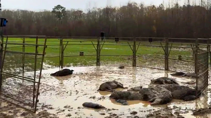 Top 50 WILD BOAR HUNTING! Farmers Hunting the Most Destructive Species in Agriculture