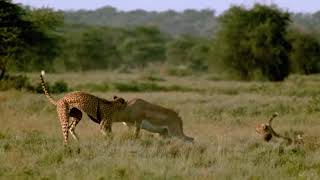 Gazela i gepard