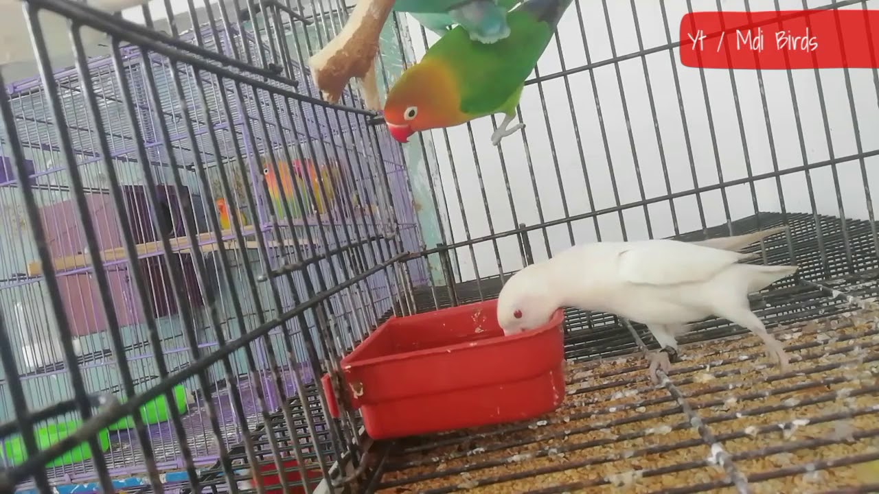 Summer & Lovebirds | Relax Music | Meditation