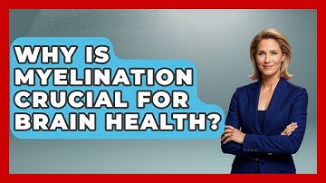 Why Is Myelination Crucial For Brain Health? - Brain Development Hub