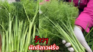 เก็บผักชีลาวฝรั่งยอดใหญ่อวบๆดีใจสุดๆตามหาแต่ปีที่แล้ว ( เยอรมันเรียก Fenchel) 18/5/2024