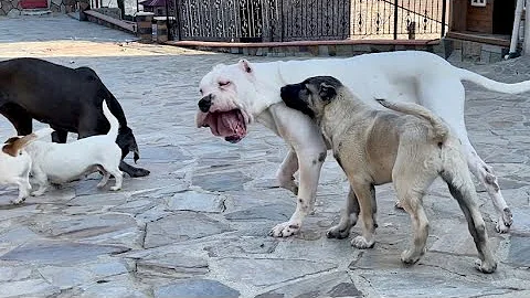 KANGAL RENA ESCOBARIN SABRINI TAIRIYOR..!