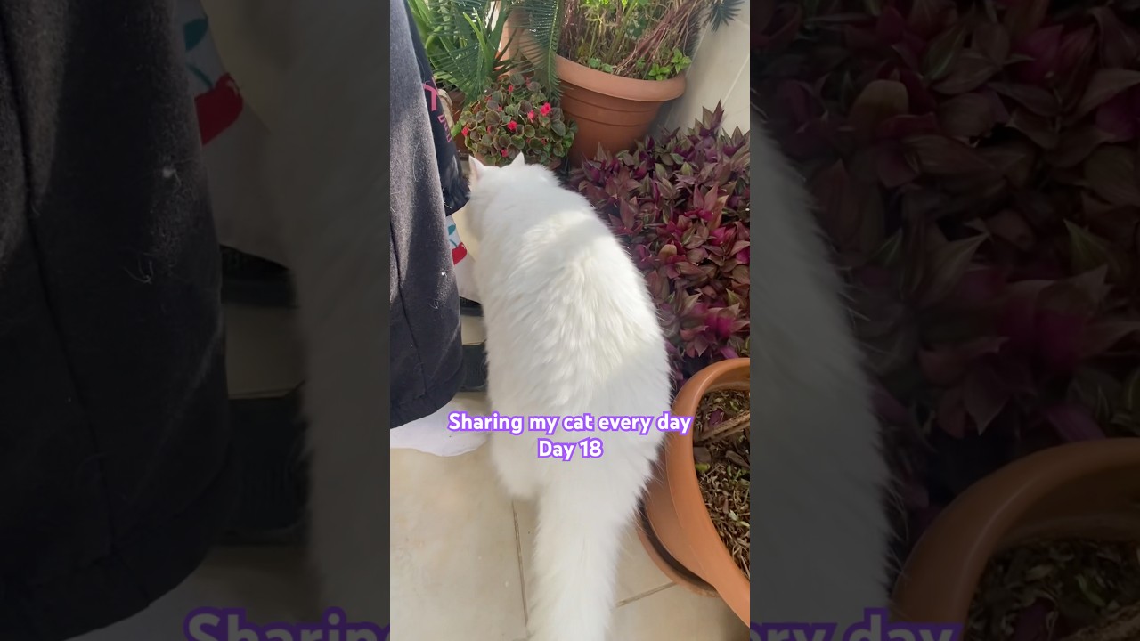 Sharing my cat every day Day 18