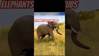 elephant vs lion nature jungle