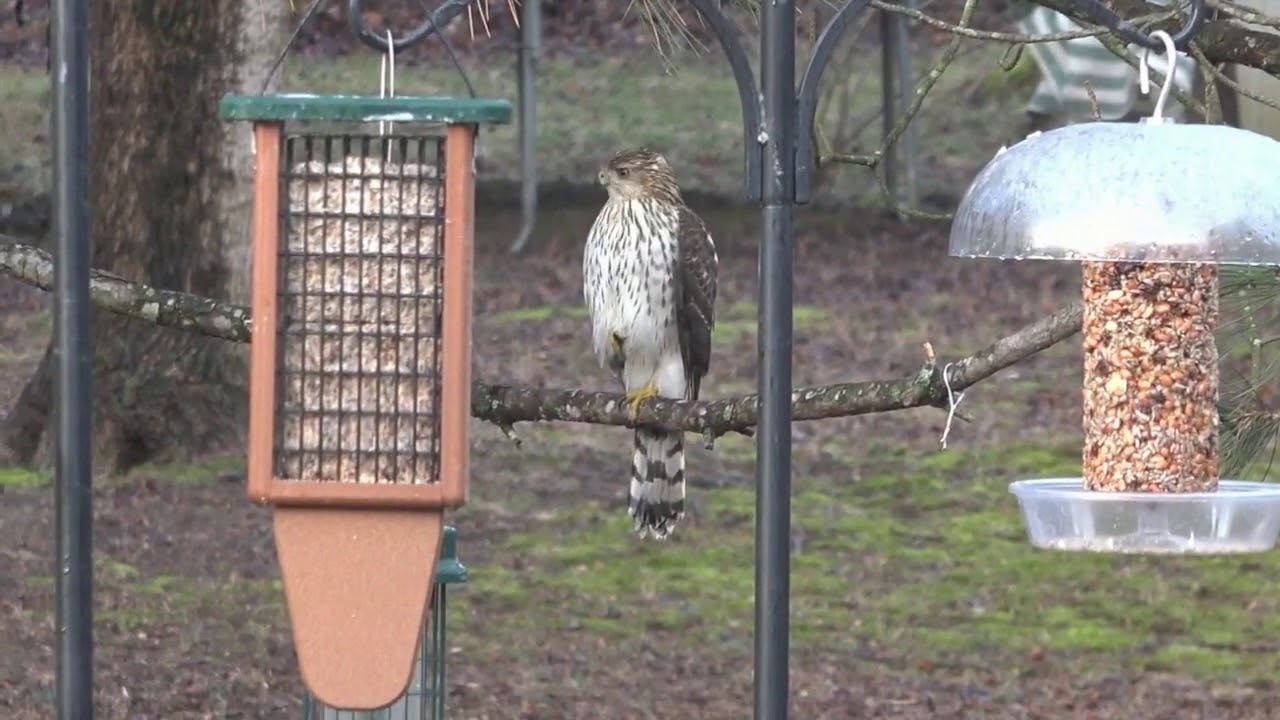 Sharp shinned hawk sitting in backyard tree 1 19 2020